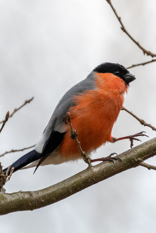 Снегирь - Владимир Лазарев