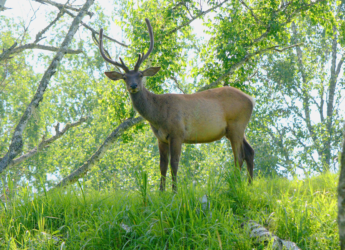 Под сенью леса - Михаил Белоусов