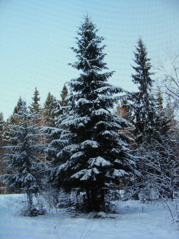 Лесная красавица - Людмила Смородинская