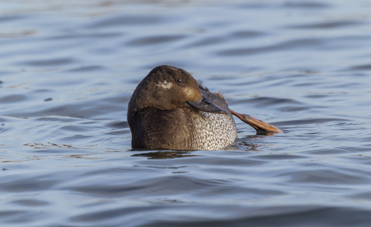 турпан. - юрий макаров