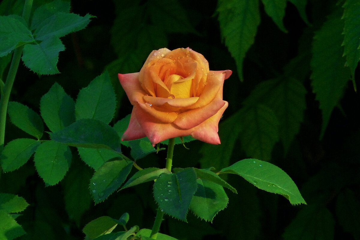 Оранжевая  Флорибунда - Валентин Семчишин