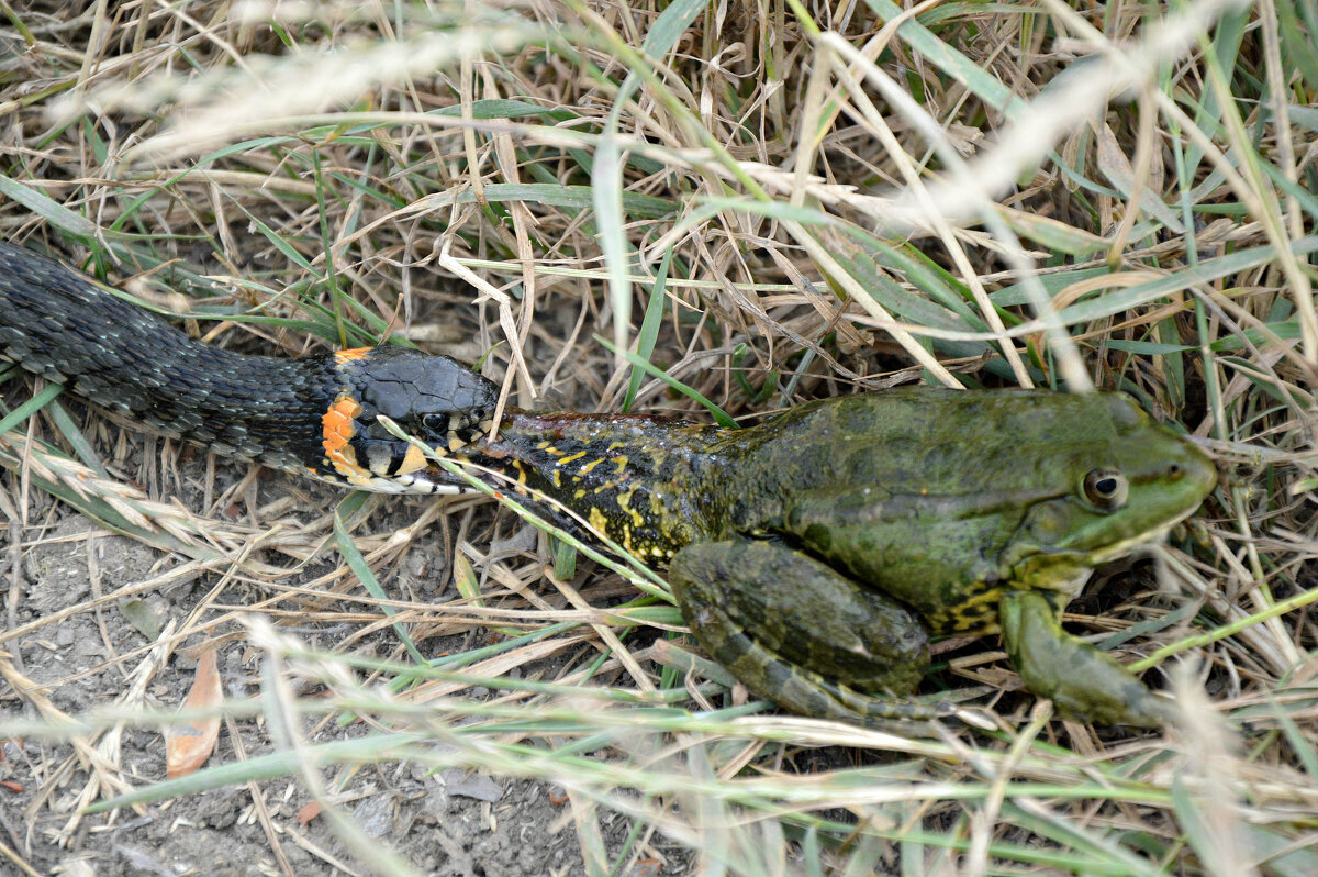 Собрался плотно пообедать... - Надежда Куркина 