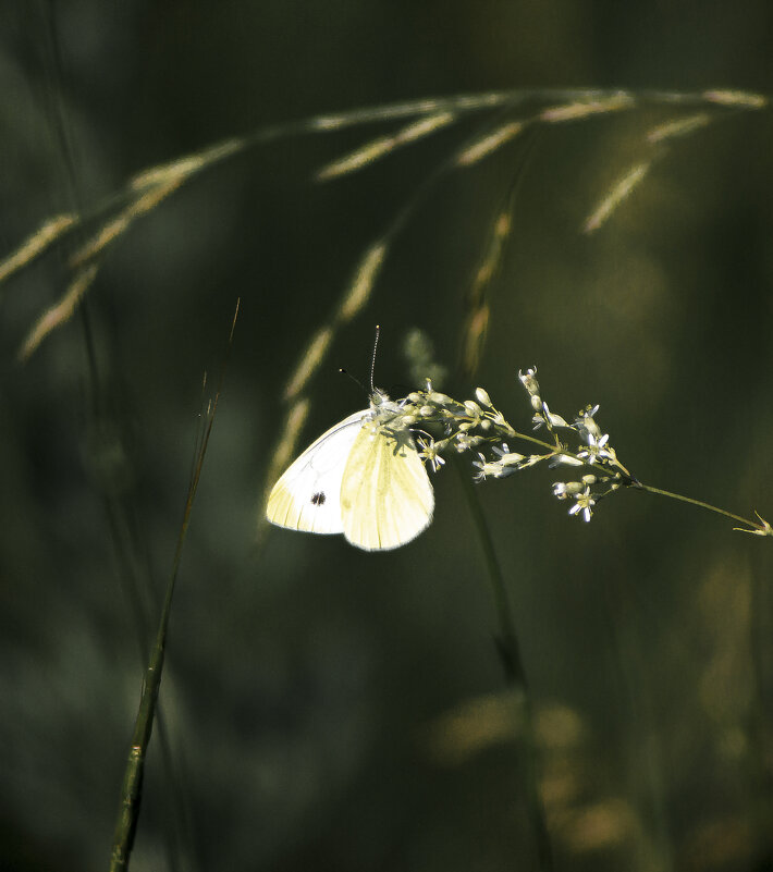 *** - Александр. AVG100 ---