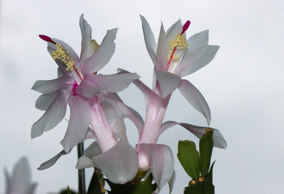 Цветение... - Галина Ильясова