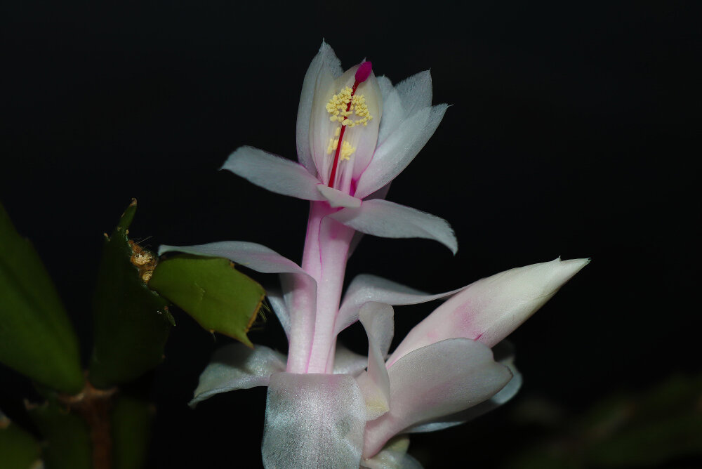 Цветение... - Галина Ильясова