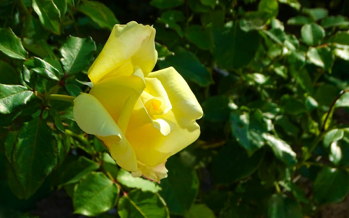 Зимой о цветах. - Милешкин Владимир Алексеевич 