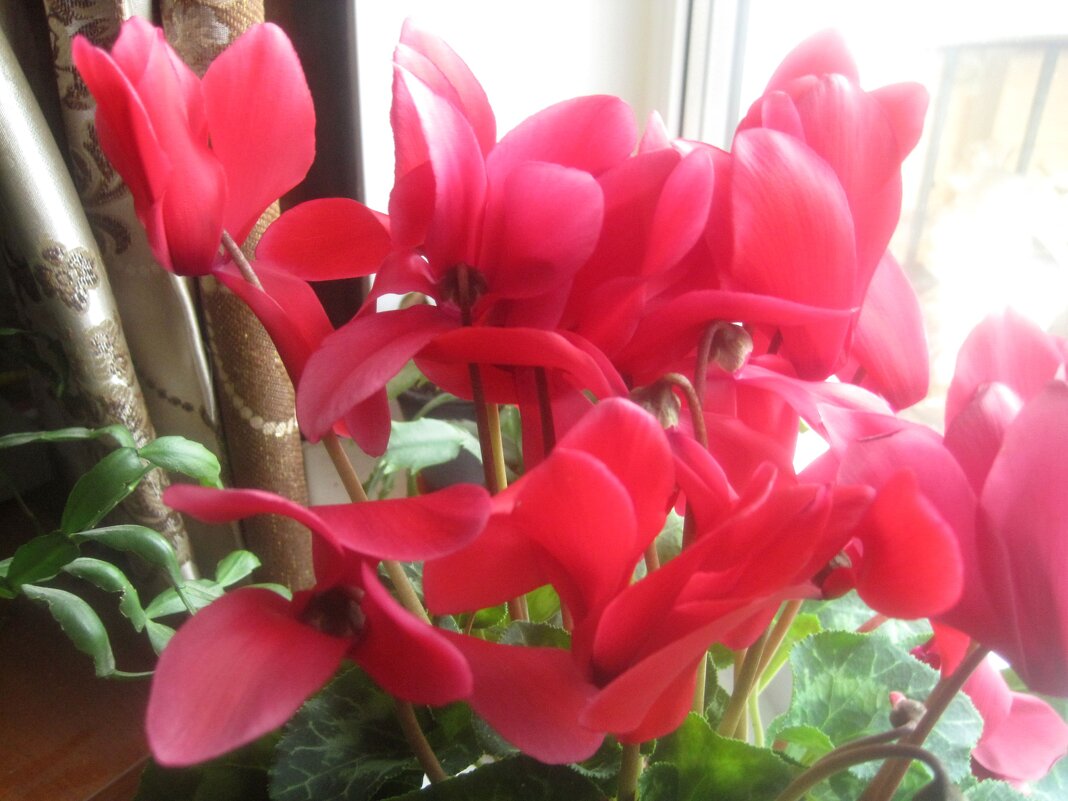 Цикломен - Елена Семигина