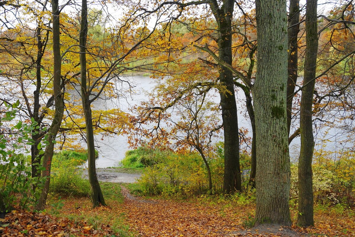 Ашманн парк, Калининград - Рита Симонова