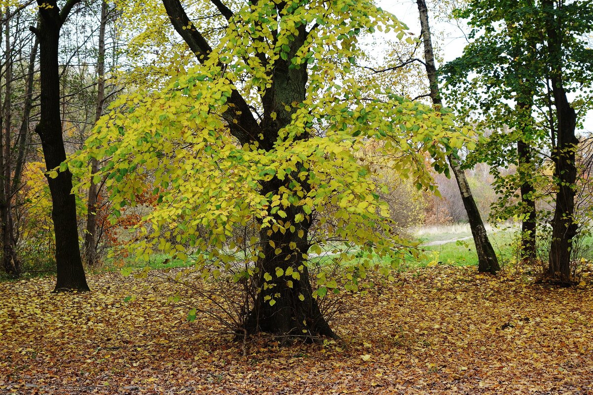 Ашманн парк, Калининград - Рита Симонова