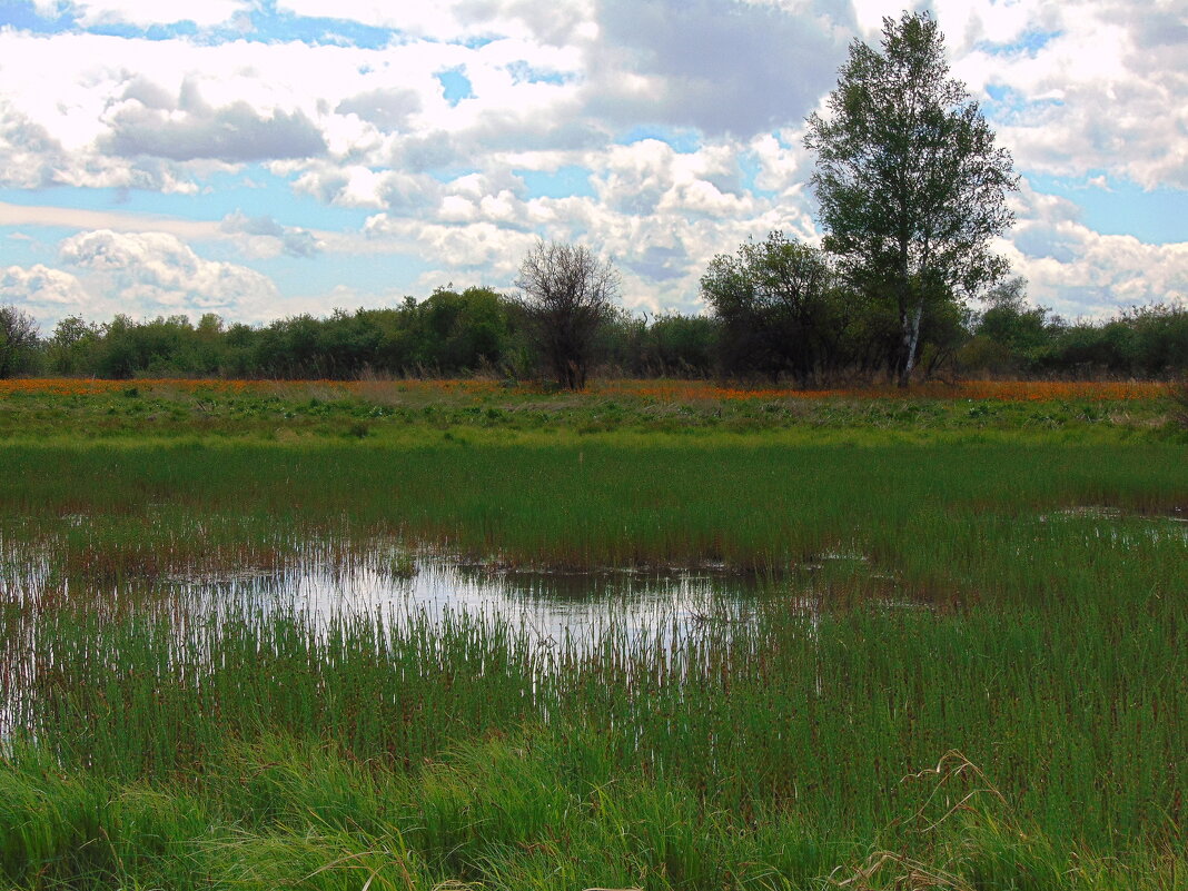 Однажды летом. - nadyasilyuk Вознюк