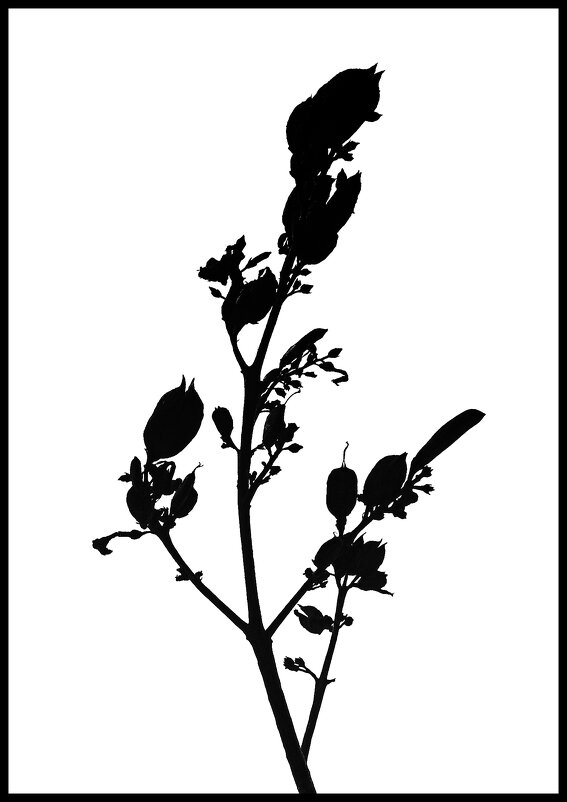 Засохшая ветка сирени. - Михаил Малец