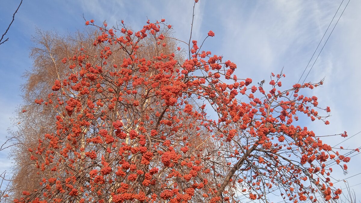 такой разный ноябрь - Елена Шаламова