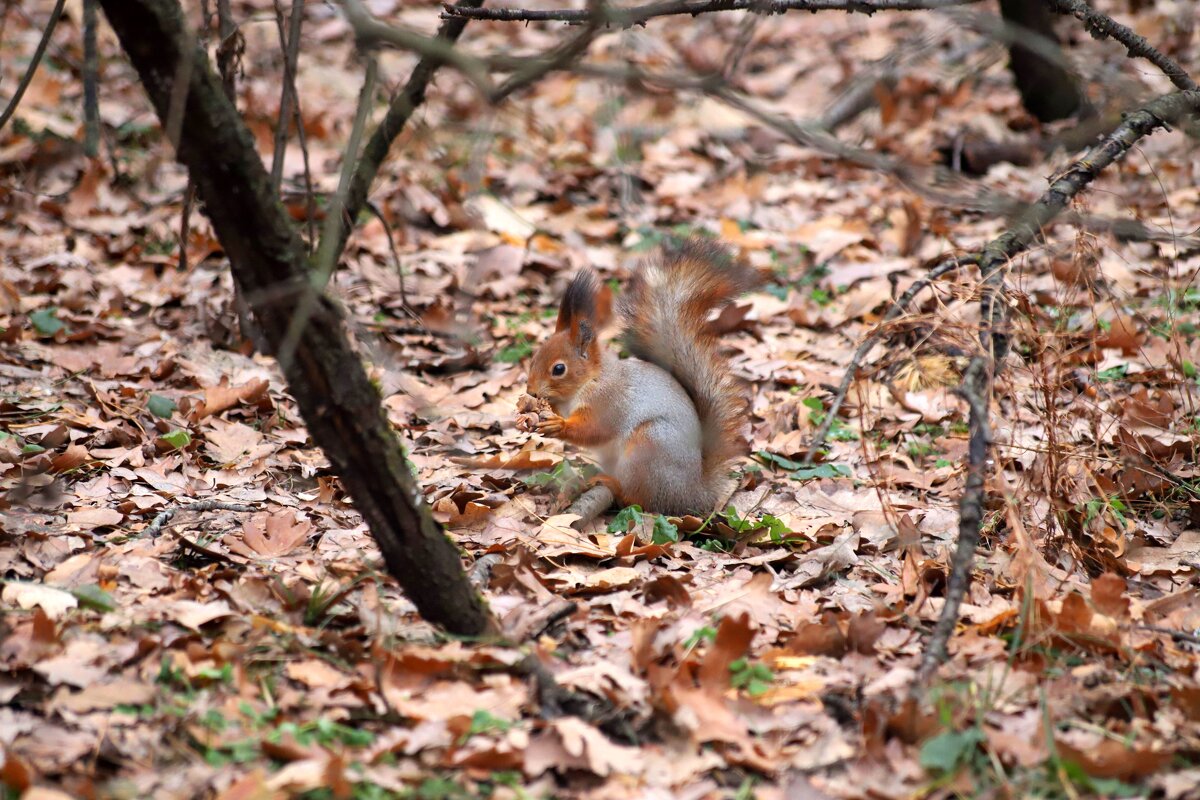 В парке - Андрей Л. В.