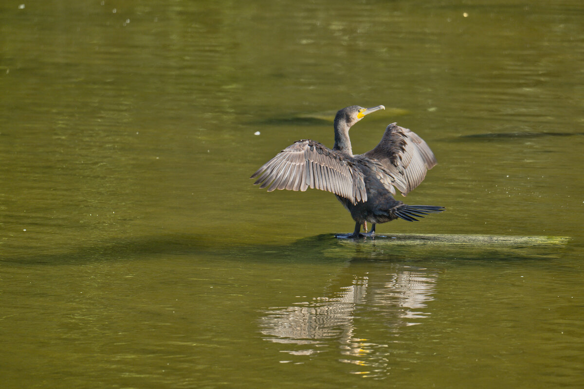 Баклан - Jakob Dick