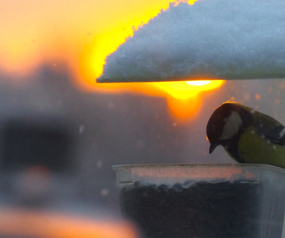 И синицы - тоже ! - Юрий Куликов И синицы - тоже ! - Юрий Куликов