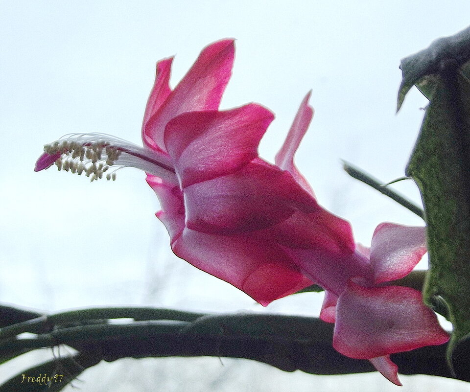 Декабрист - Freddy 97