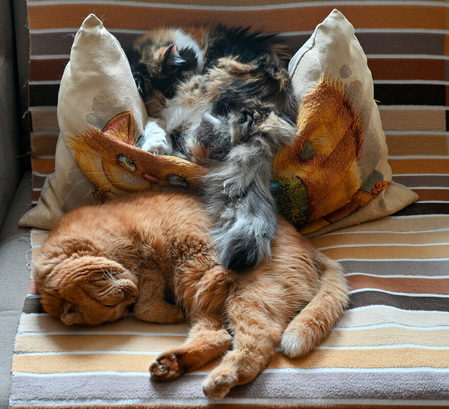 Девочки - Вадим 