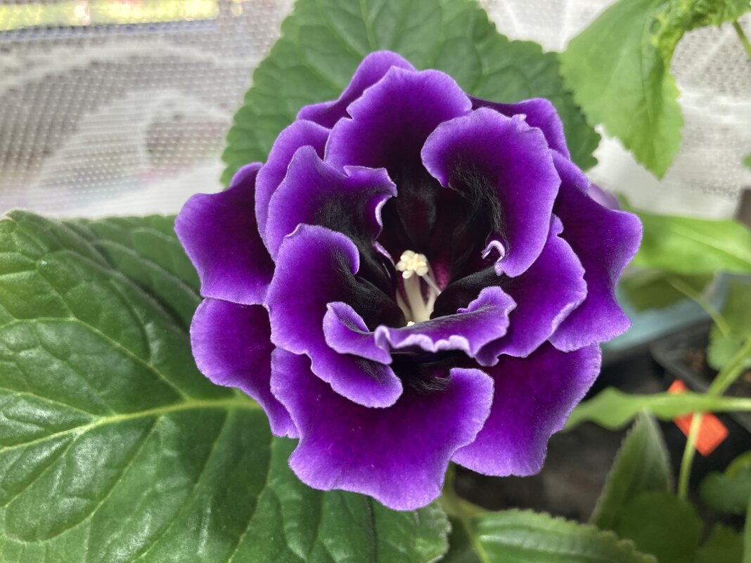 Как бархат - Ольга Савельева 