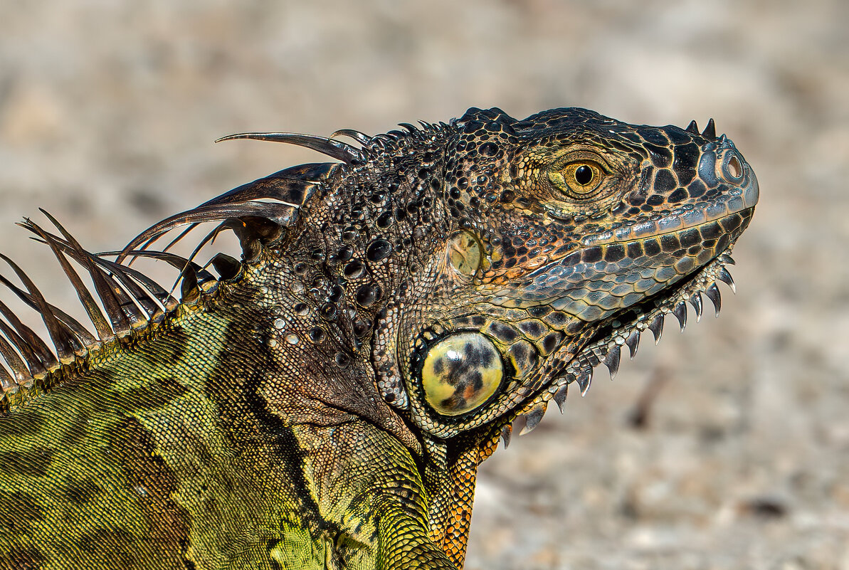 *** - Viktor Makarov