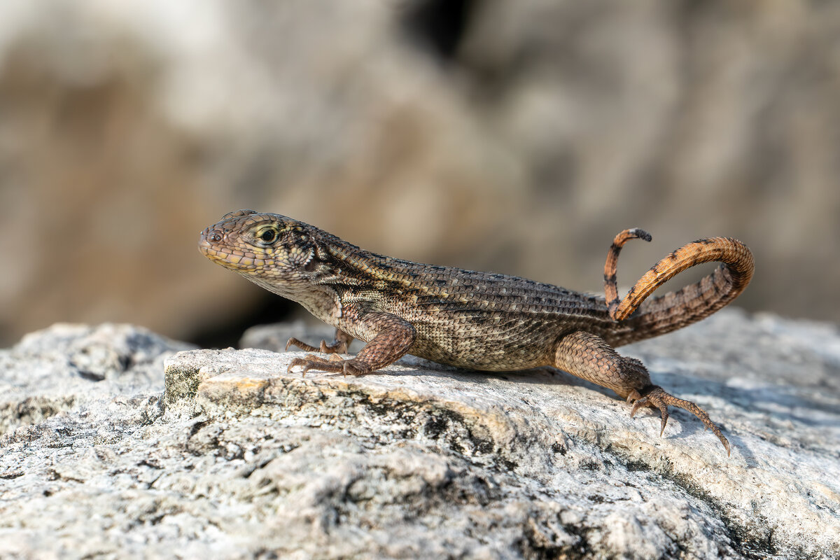 *** - Viktor Makarov