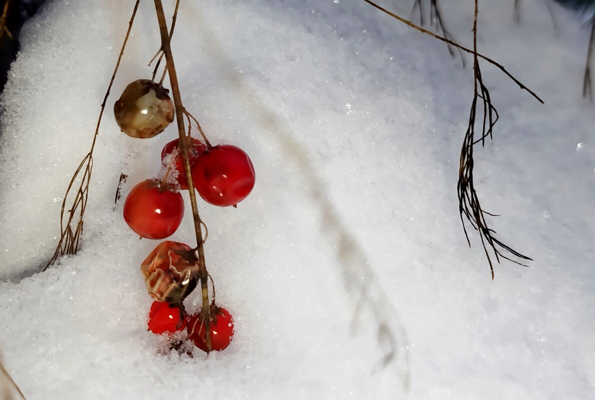 Ягодки спаржи - светлана льдокова