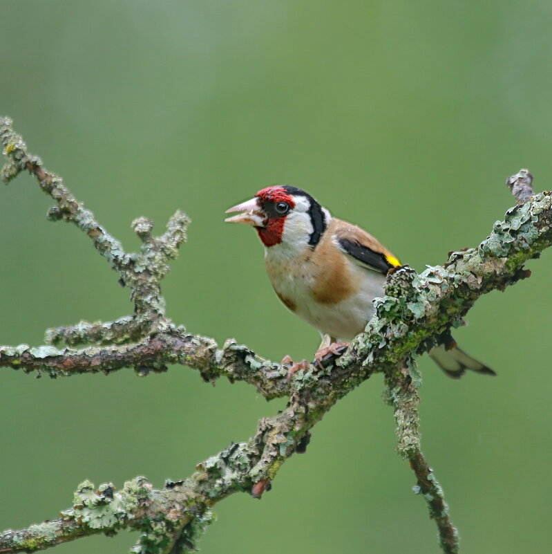 прилетал щегол... - Andrey Bragin прилетал щегол... - Andrey Bragin