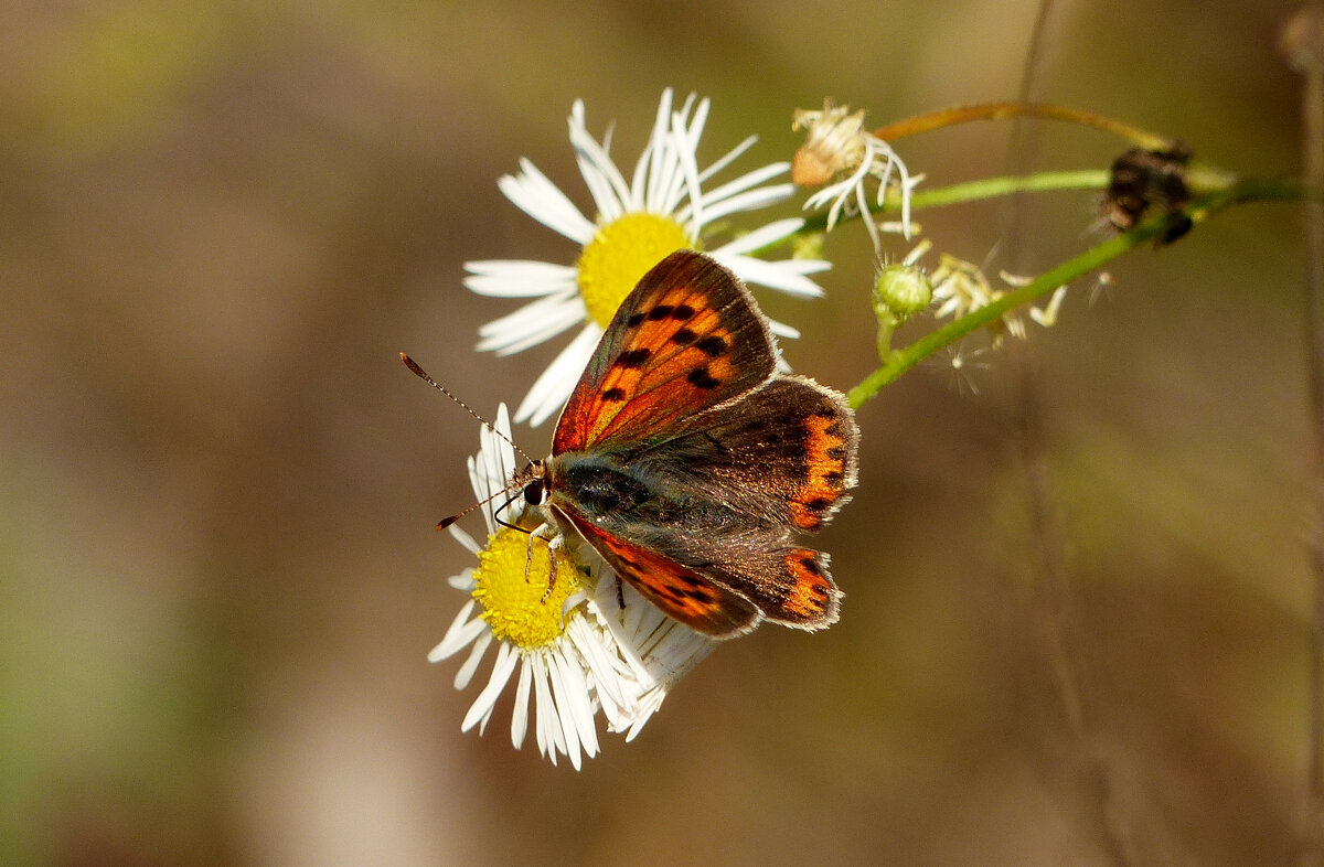 опять про бабочек...223 - Александр Прокудин