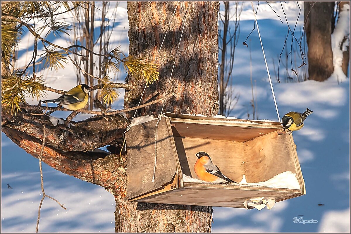 Морозный денёк... - Aquarius - Сергей