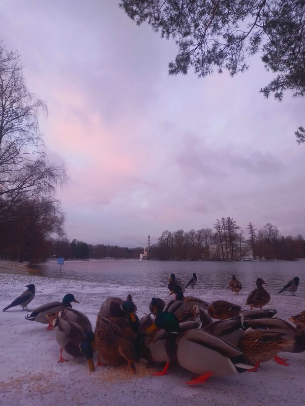 Утки на рассвете - Сапсан 