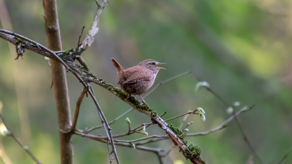 Крапивник - Владимир Лазарев