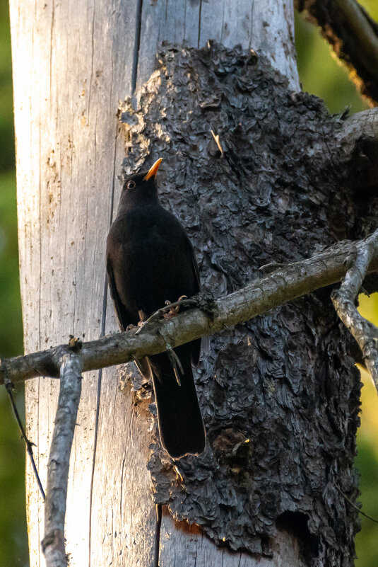 Черный дрозд - Владимир Лазарев