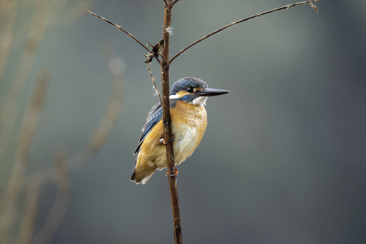 Зимородок. - Alexander Amromin