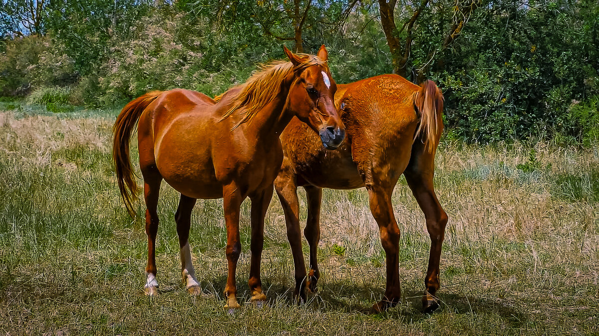*** - Aleksey Afonin
