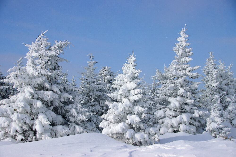 Прогулки по зимнему лесу - Галина Ильясова Прогулки по зимнему лесу - Галина Ильясова