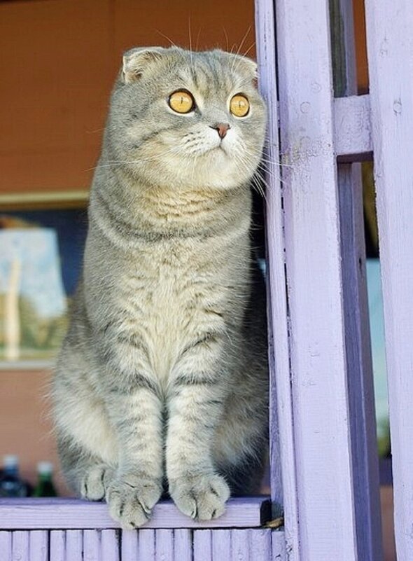 Летают... - Галина Нестратова