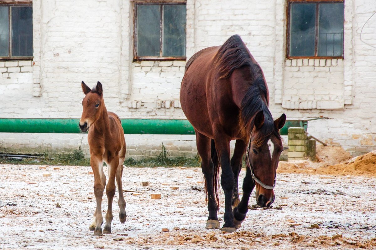 Локотской конезавод Брянская область. - Галина Ложечникова