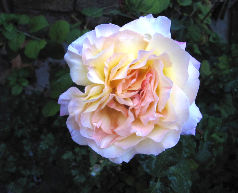 Глория  Дей - Валентин Семчишин