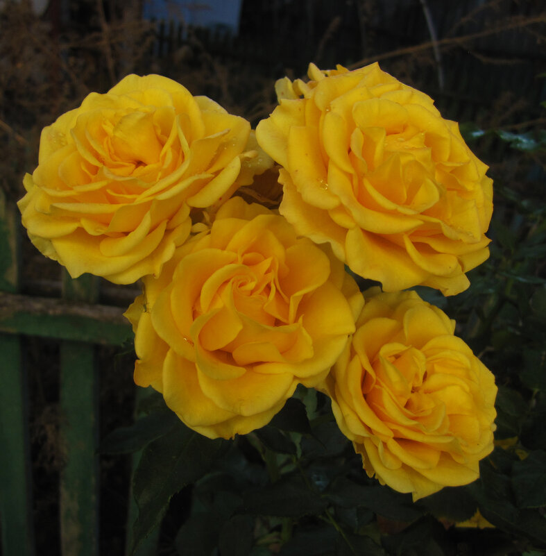 Жёлтые  розы - Валентин Семчишин