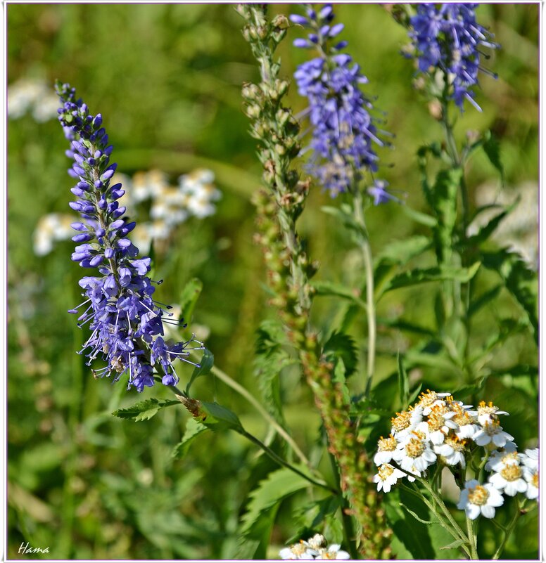 Полевые - Ната57 Наталья Мамедова