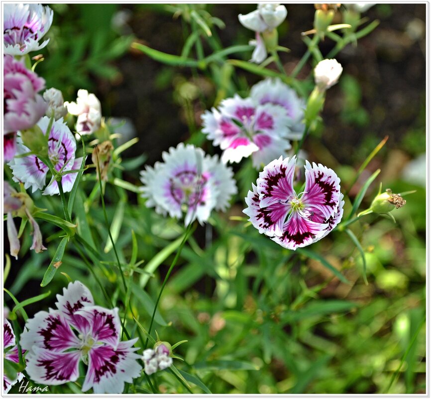 Гвоздика - Ната57 Наталья Мамедова