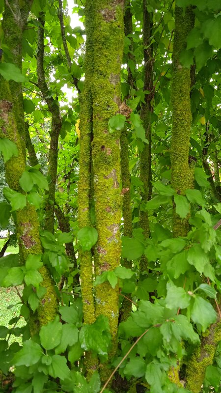 роща в Новороссийске - Елена Шаламова