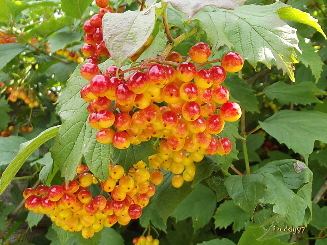 Калина - Freddy 97