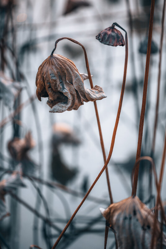 Есть особое очарование в высохших лотосах, красота которых кроется не в цвете, а в форме и линиях - Дмитрий 