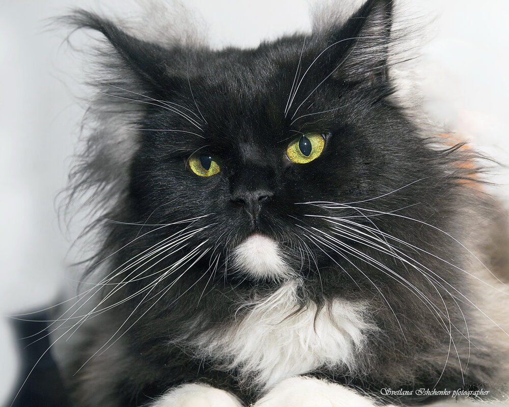 Фото с выставки - Светлана Ищенко