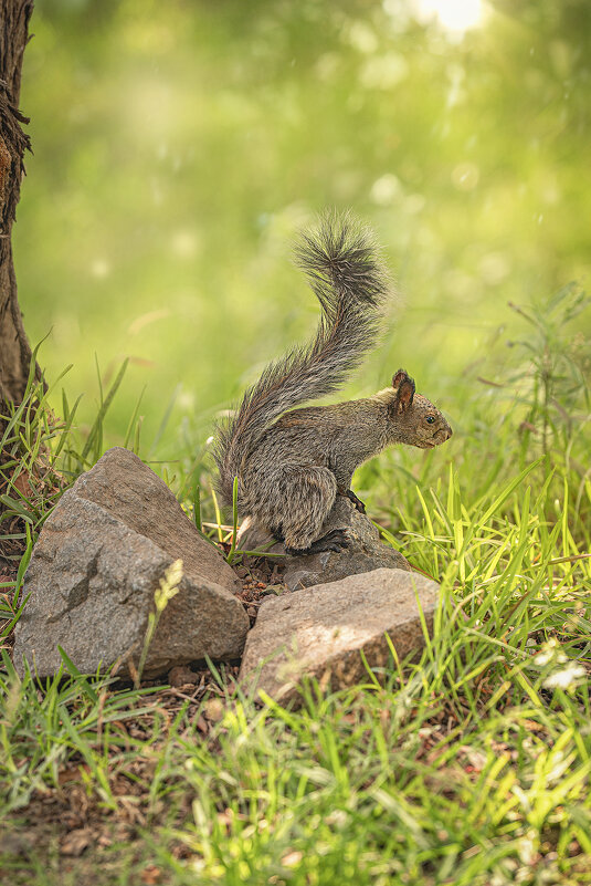 Перуаночка - Svetlana Galvez