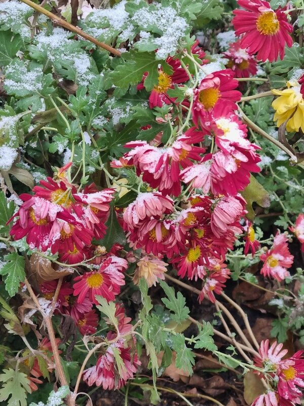 Снежок - Наталья 