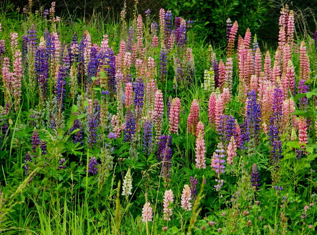 ЛЮПИНОВОЕ  РАЗНОЦВЕТЬЕ. - Галина 