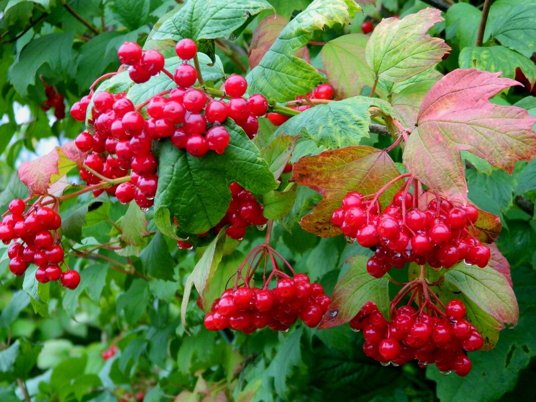 КАЛИНА  ПОСЛЕ  ДОЖДЯ. - Галина 