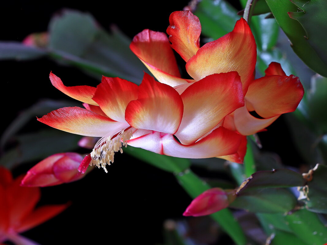 *** - Игорь Kуленко