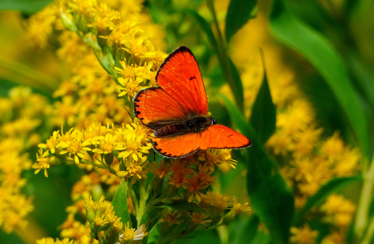 опять про бабочек...227 - Александр Прокудин
